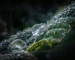 Morning dew