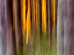 Fire in the Forest