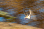 Flying bird