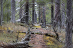 In the woods