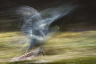 Ghost of the Forest