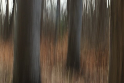 Skog